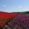 北海道の花畑