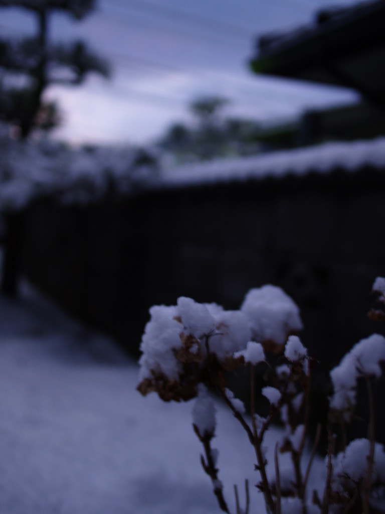 今朝の雪