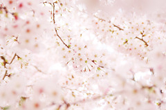 ふわーっと桜