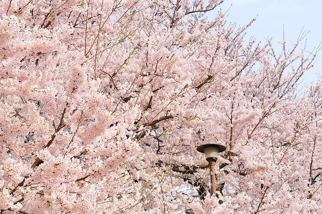 わさーっと桜