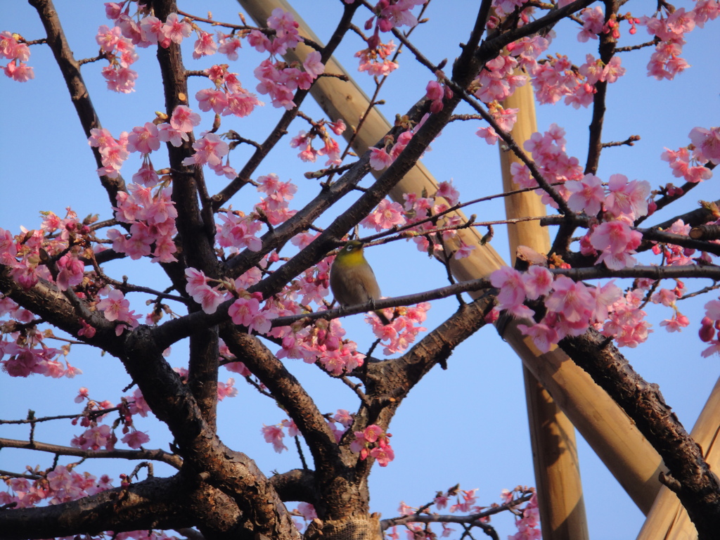 代々木公園の住人