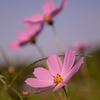 秋桜