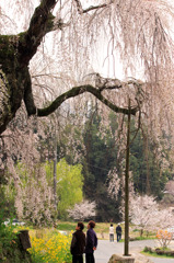 桜時雨