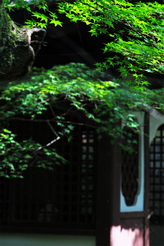 green leaves