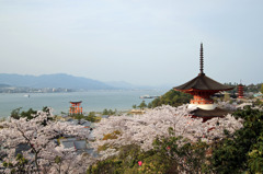春爛漫