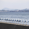カモメの整列