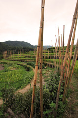 竹林の声
