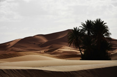 砂砂漠