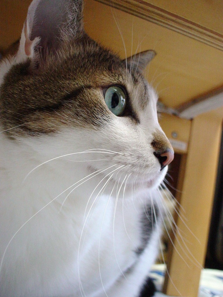 DSC04152