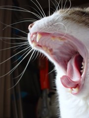 DSC04171