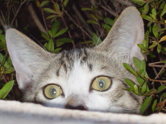 DSC00651