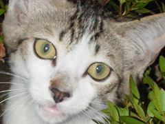 DSC00652