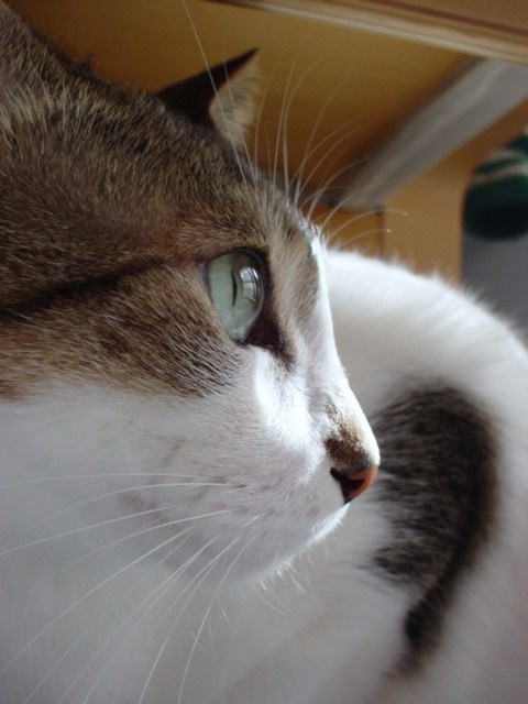 DSC04039