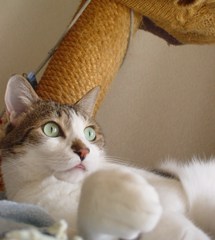 DSC04533