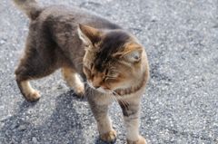 出雲大社の猫じいちゃん