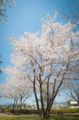 雄大な桜