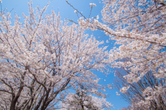 桜の舞