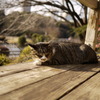日向ぼっこ