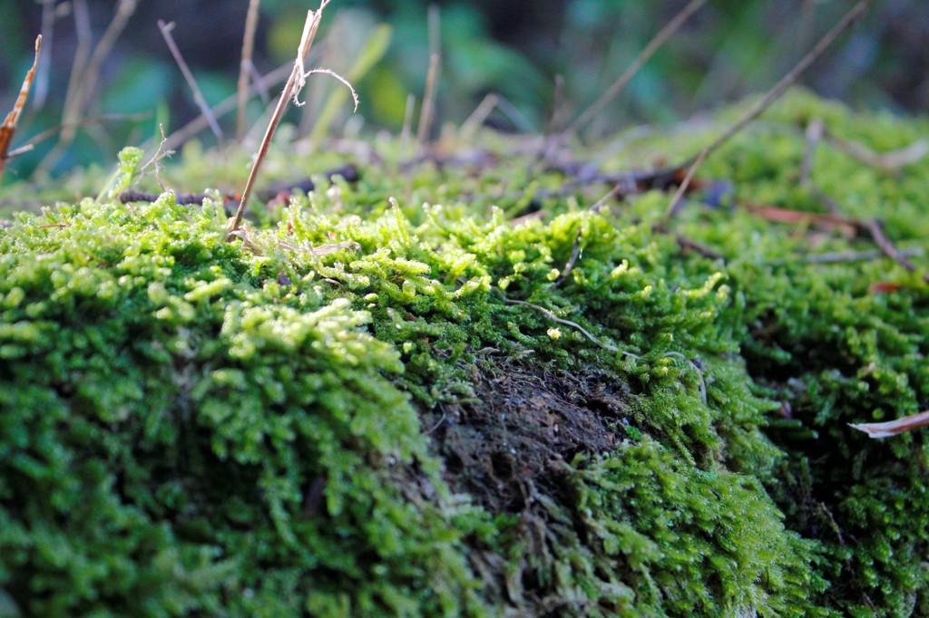 苔のむすまで