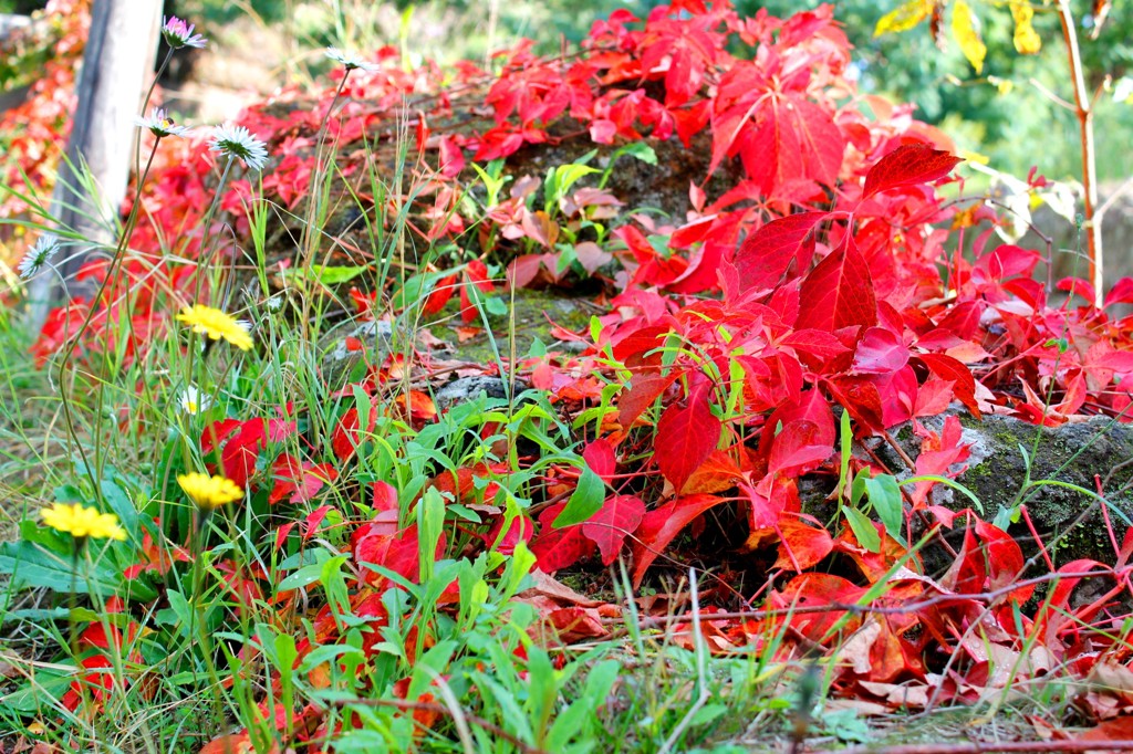 赤緑黄色・・・秋の色