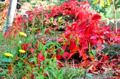 赤緑黄色・・・秋の色