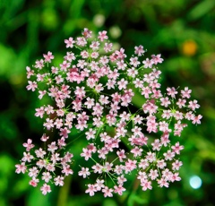 小花の花火