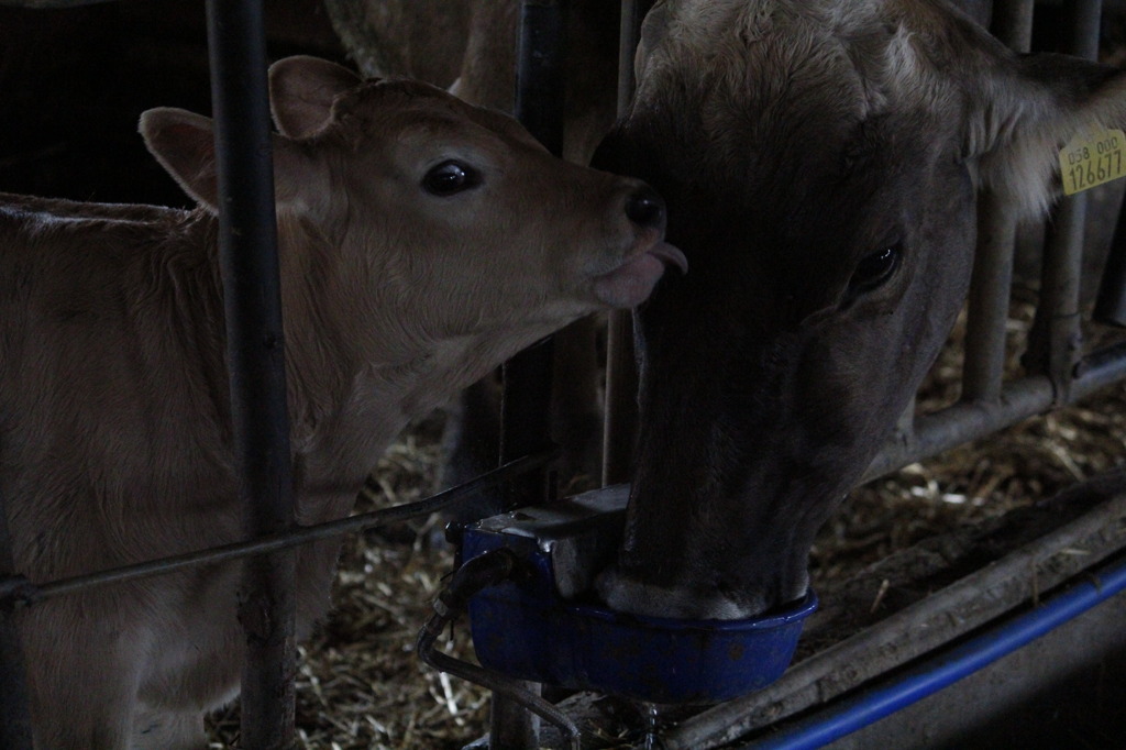 お母さん大好き