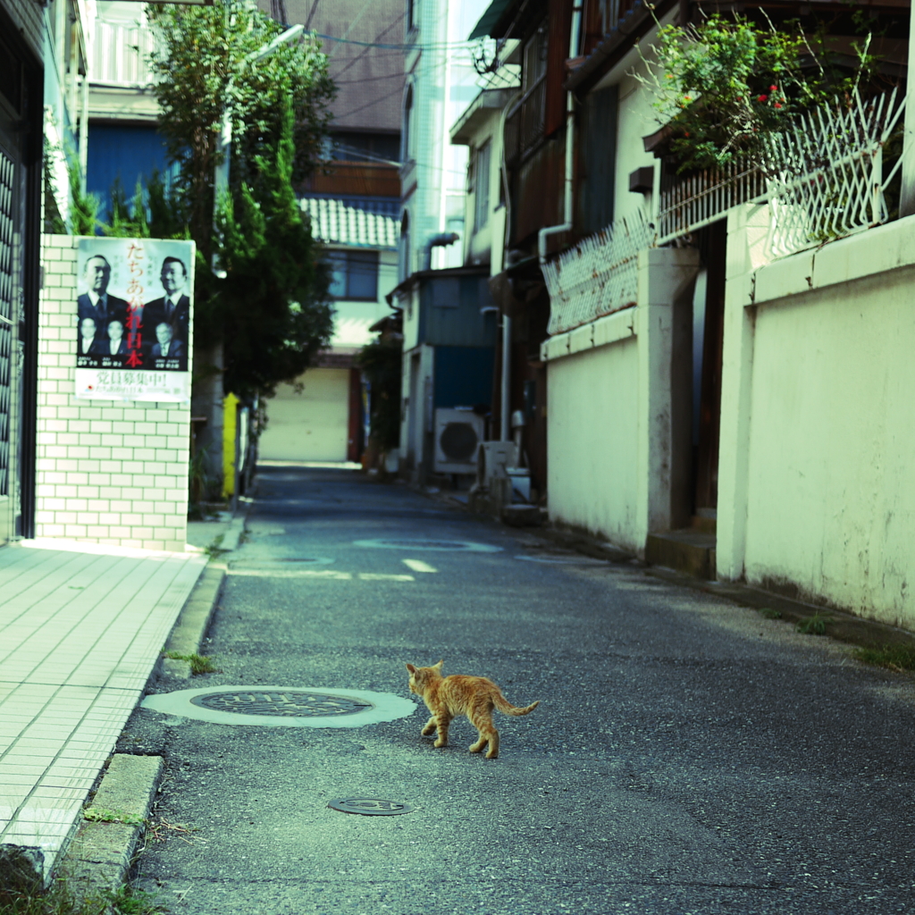 キャットストリート