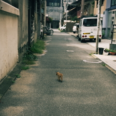 野良の風格