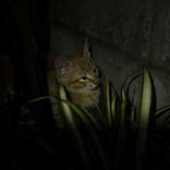 夜のかくれんぼ