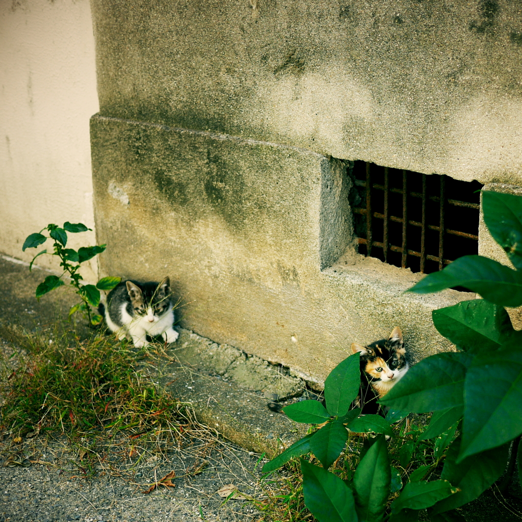 秘密基地