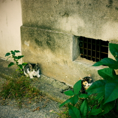 秘密基地