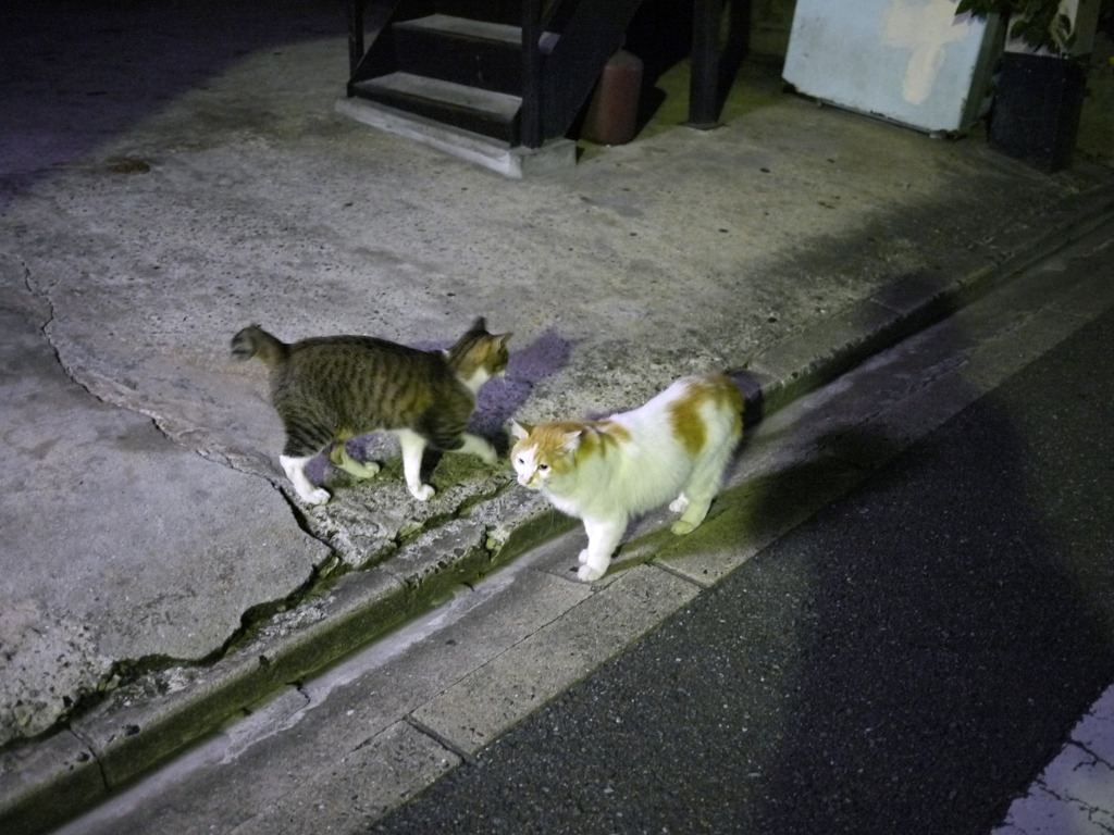 ノラ猫通り