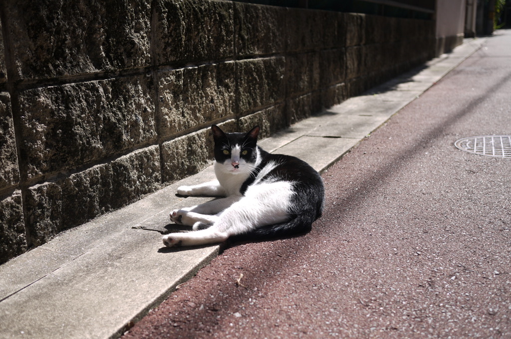 ひなたぼっこ
