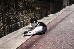 ひなたぼっこ