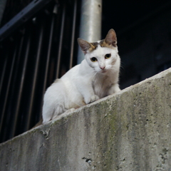 鬼の子
