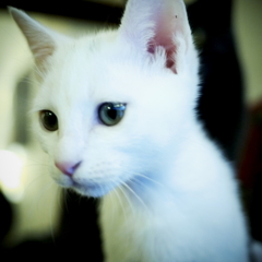 保護猫