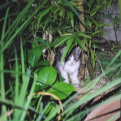 夜のかくれんぼ