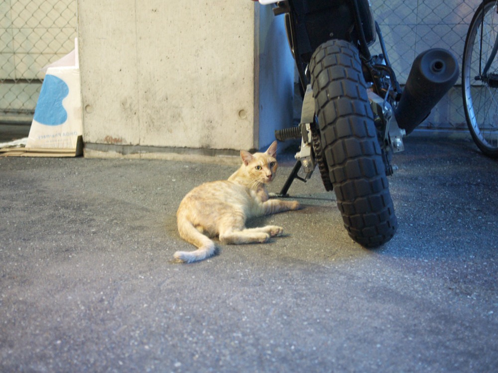 ねこ
