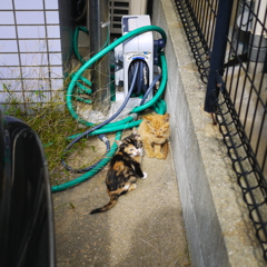 血のつながりは関係ない