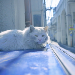 ｐｕｒｅ