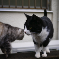 キャットストリート