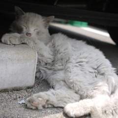 せくしーしょっと