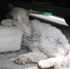 せくしーしょっと