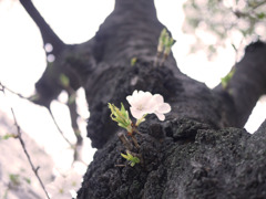 春の息吹