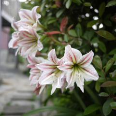 野生の力2