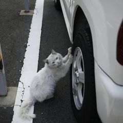 泥猫