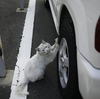 泥猫
