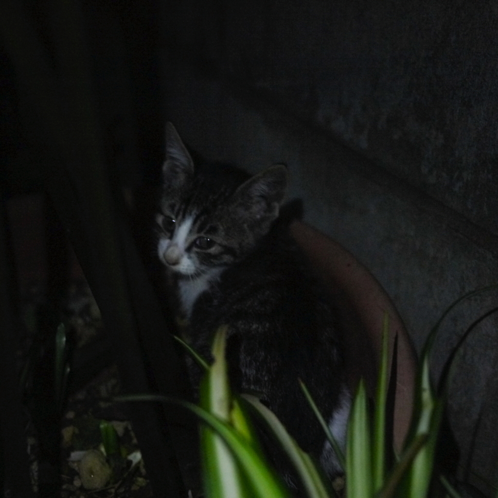 夜のかくれんぼ