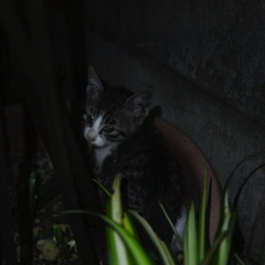 夜のかくれんぼ